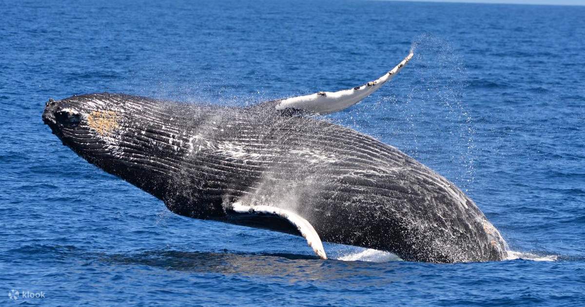 Whale Watching Experience from Perth, Western Australia, Australia Klook Singapore